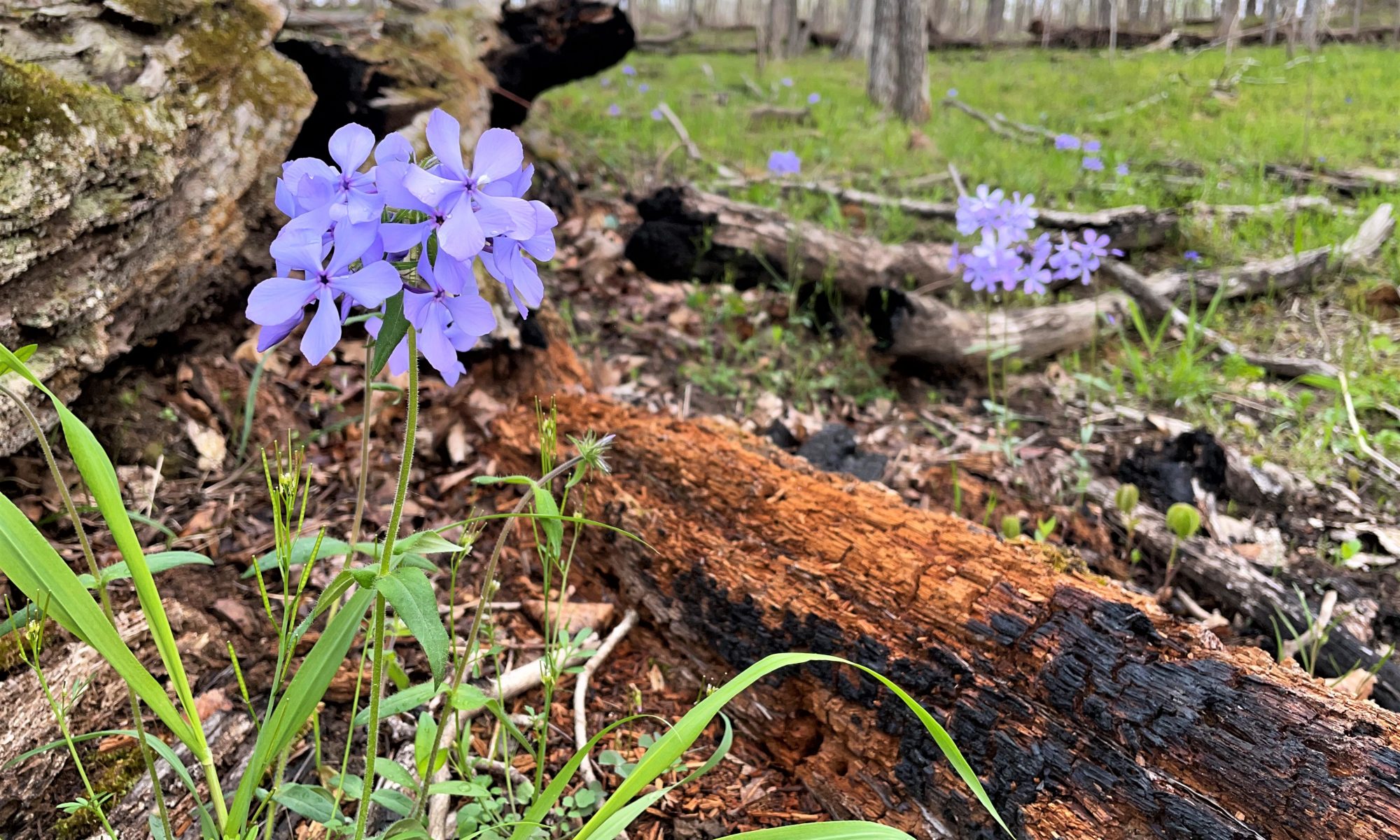 Southern Illinois Conservation