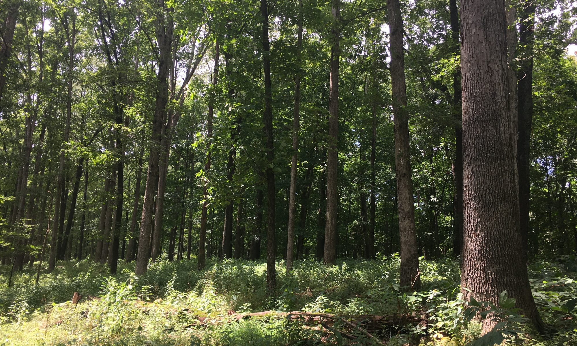 Oak-dominated forests